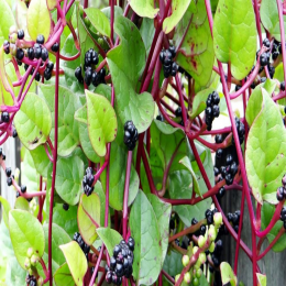 SBJEI-FRESH MALABAR SPINACH SEEDS FOR CURRY